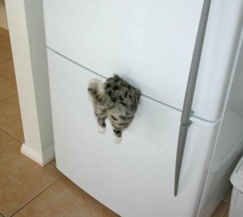 магнит на холодильник застрявший кот