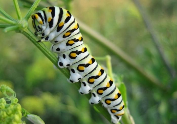 swallowtail caterpillar photo