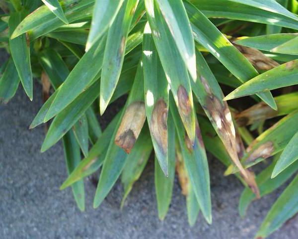 lily disease photo