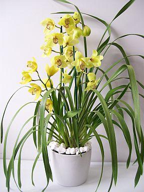 cymbidium orchid at home