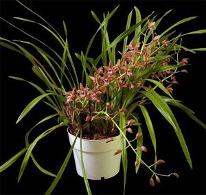 орхидея цимбидиум уход