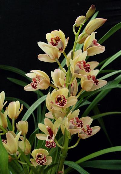 цимбидиум орхидея