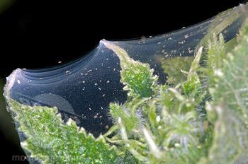 Как выглядит паутинный клещ на огурцах в теплице фото и их лечение