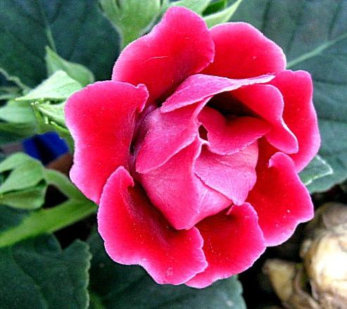 terry gloxinia seeds