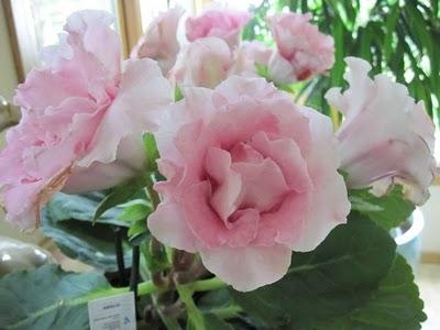 gloxinia terry care