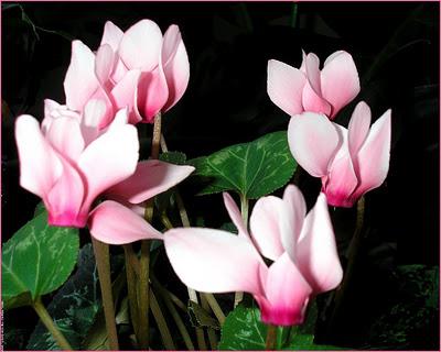 reproduction of cyclamen at home