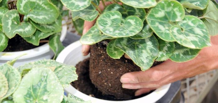 Cyclamen transplant at home