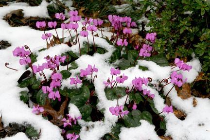 cyclamen transplant