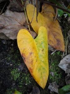 why the leaves of anthurium turn yellow