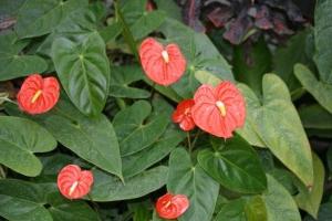 Anthurium turns yellow leaf