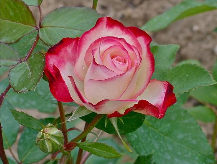 Чайные розы фото красивые