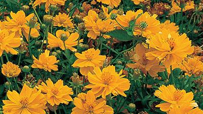 cosmea in the garden photo