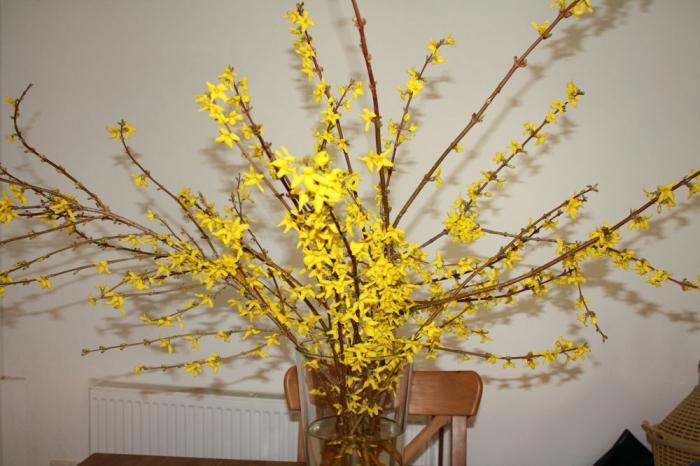 Forsythia landing and care