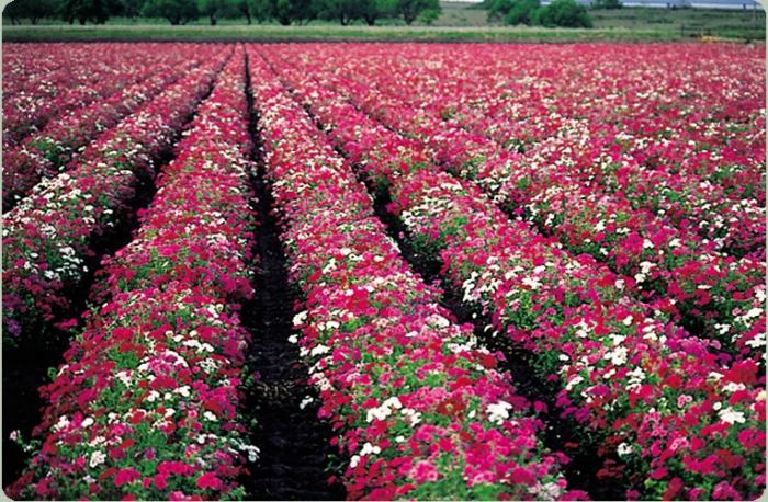 phlox awl-grown