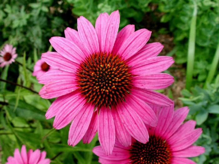 echinacea flowers growing