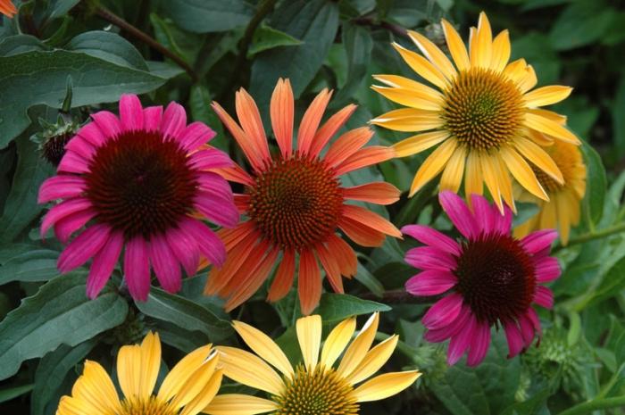 echinacea purple cultivation