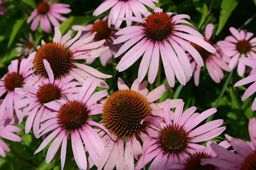 growing echinacea