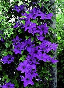 clematis president care