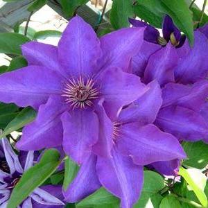 clematis president photo