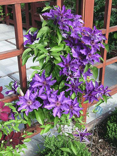 clematis president