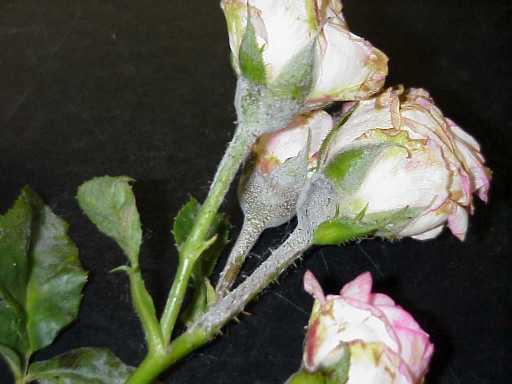 Мучнистая роса на розах фото и лечение