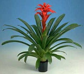 indoor flowers guzmania care