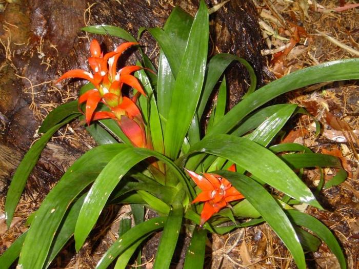 guzmania flowers