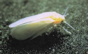 How to deal with whiteflies