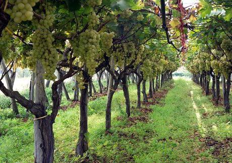 Тонкости выращивания винограда в средней полосе