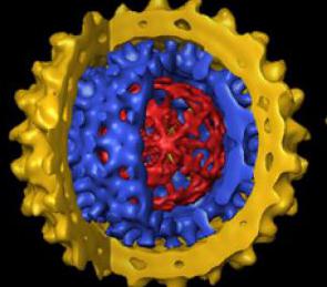 Вирус гепатита В - что это такое?