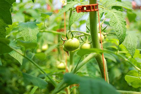 как правильно подвязывать помидоры в теплице