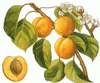 how to grow apricot from seed