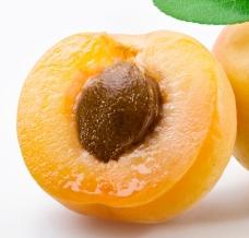 growing apricot seed