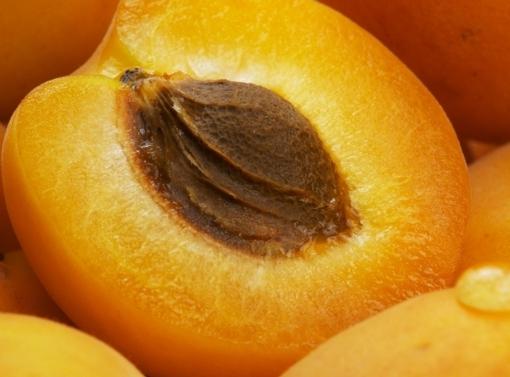 how to plant apricot seed