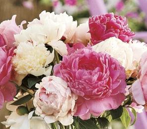 peony planting dates