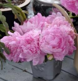 planting peonies in the fall