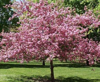 cherry pruning dates