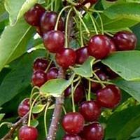 pruning cherries in autumn