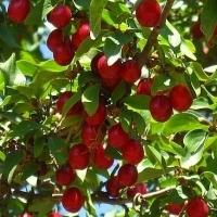 Cherry planting and care pruning