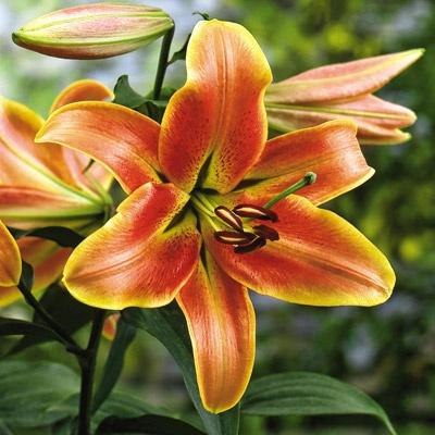 how to plant lilies in the fall