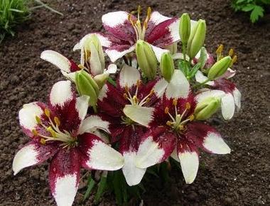 how to plant lilies in autumn