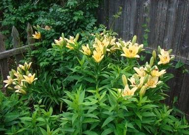 when to plant lilies