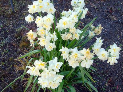 when to plant daffodils in autumn