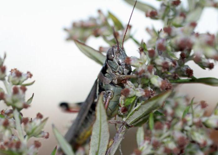 what does the locust dream about in an apartment