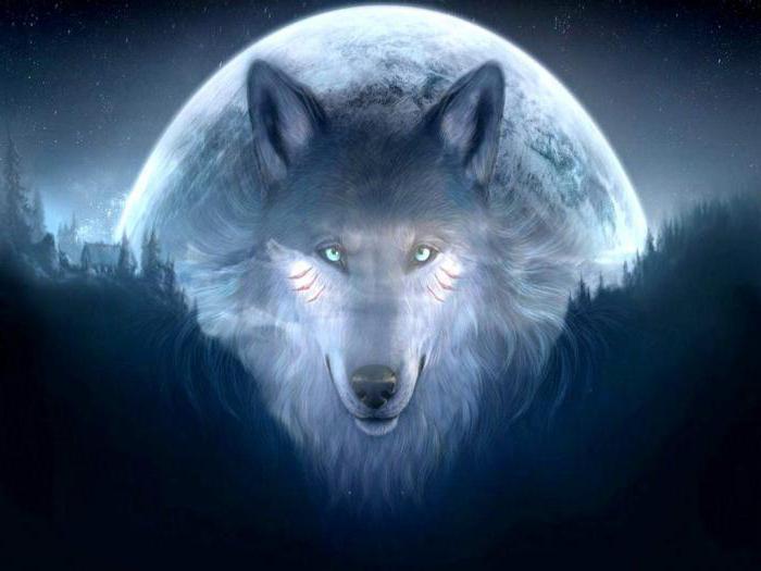 сонник белый волк во сне