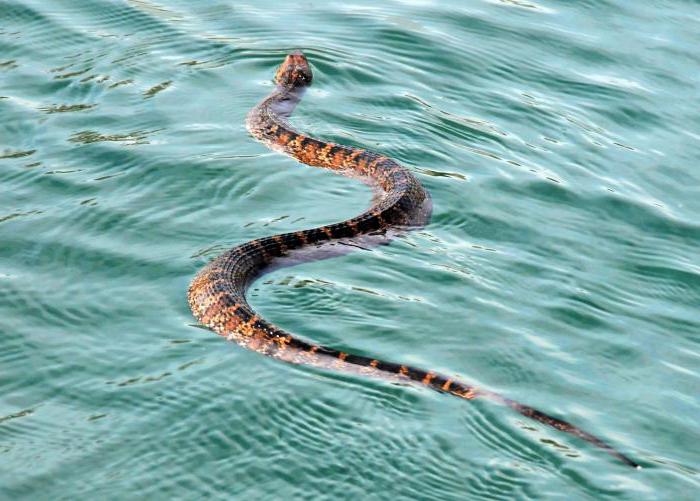 змеи в воде сонник