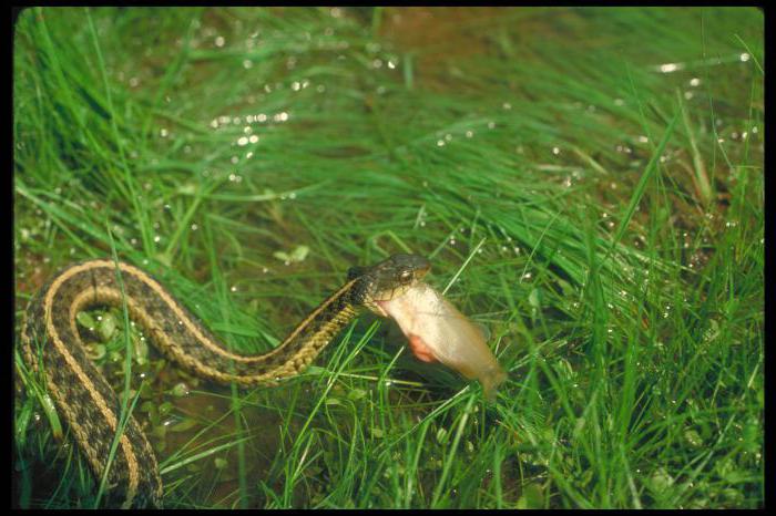 сонник змея в воде плавает