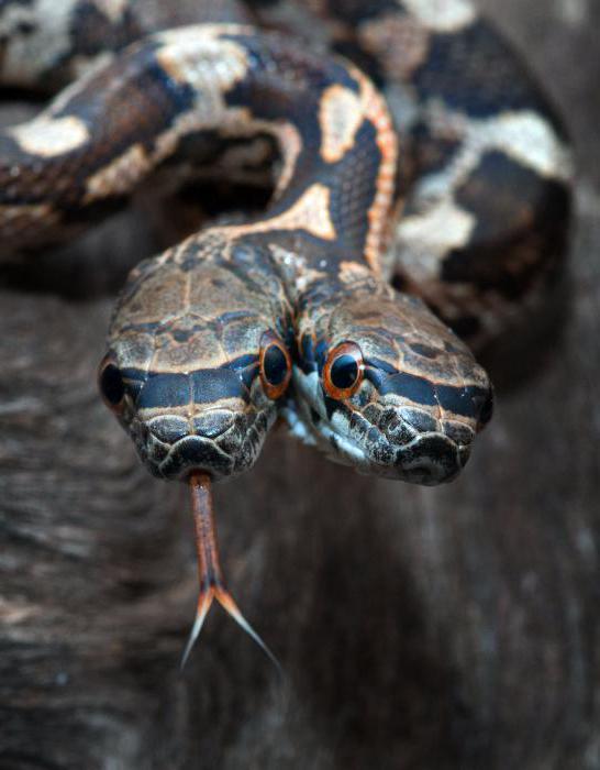 змея с двумя головами