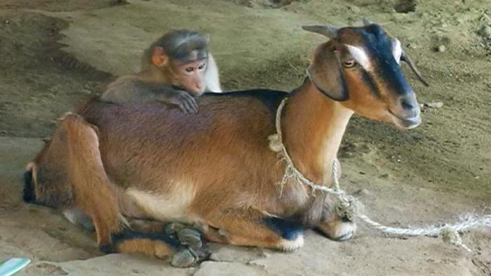 коза и обезьяна совместимость в любви