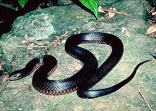 why black snakes dream